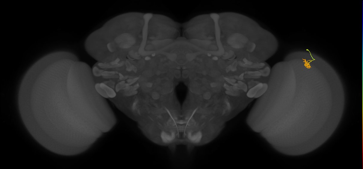 Cm4_R (MaleCNS:147633)