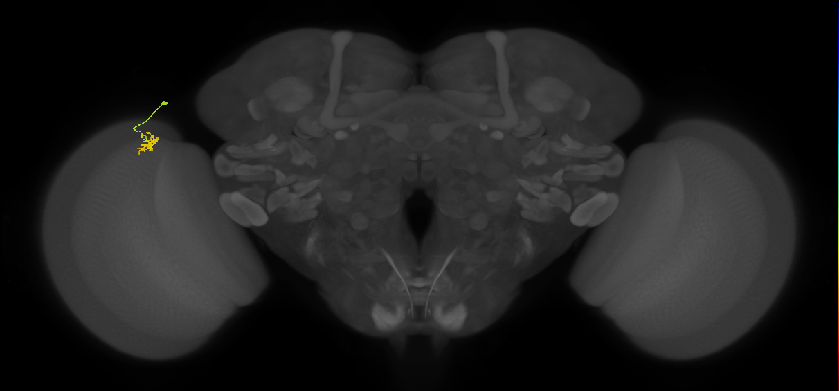 Cm4_L (MaleCNS:200700)