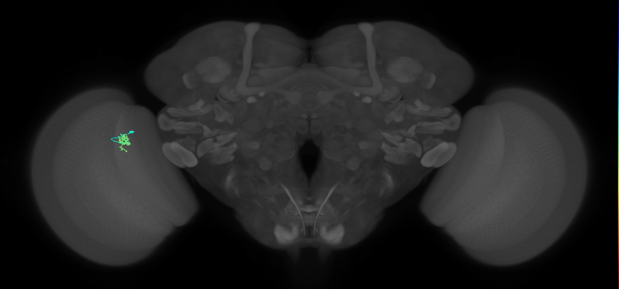 Cm4_L (MaleCNS:205555)