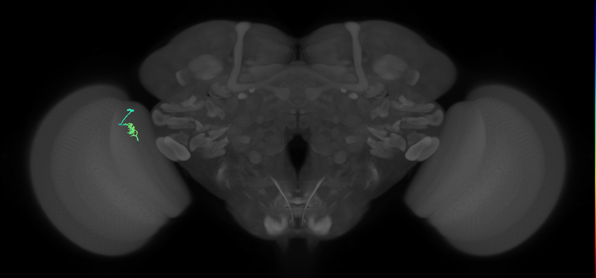 Cm4_L (MaleCNS:165627)