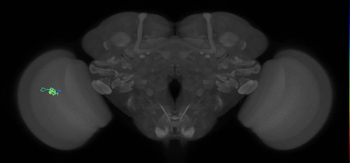 Cm4_L (MaleCNS:539947)