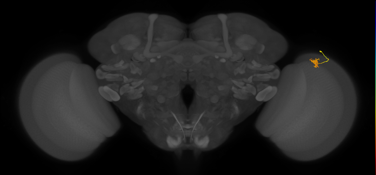 Cm4_R (MaleCNS:145287)