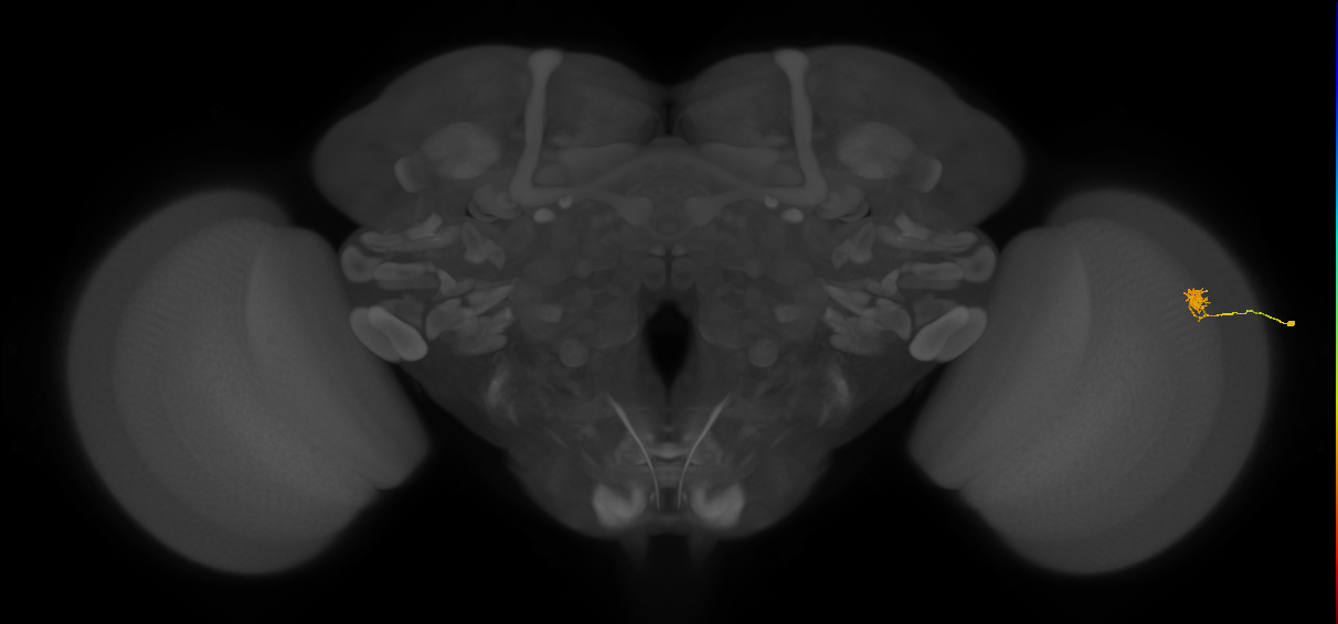 Cm4_R (MaleCNS:148296)