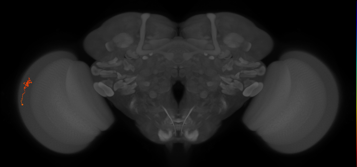 Cm4_L (MaleCNS:205033)