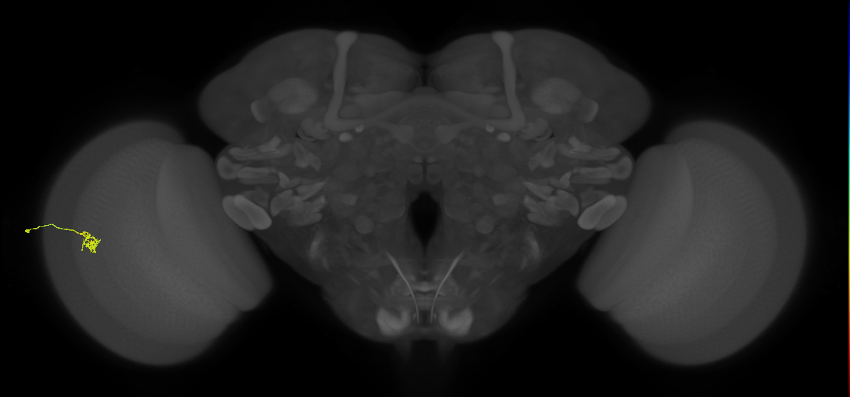 Cm4_L (MaleCNS:154437)