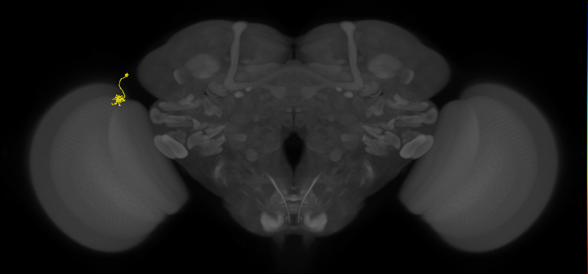 Cm4_L (MaleCNS:203734)