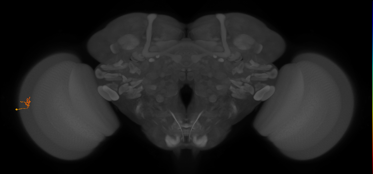 Cm4_L (MaleCNS:581098)