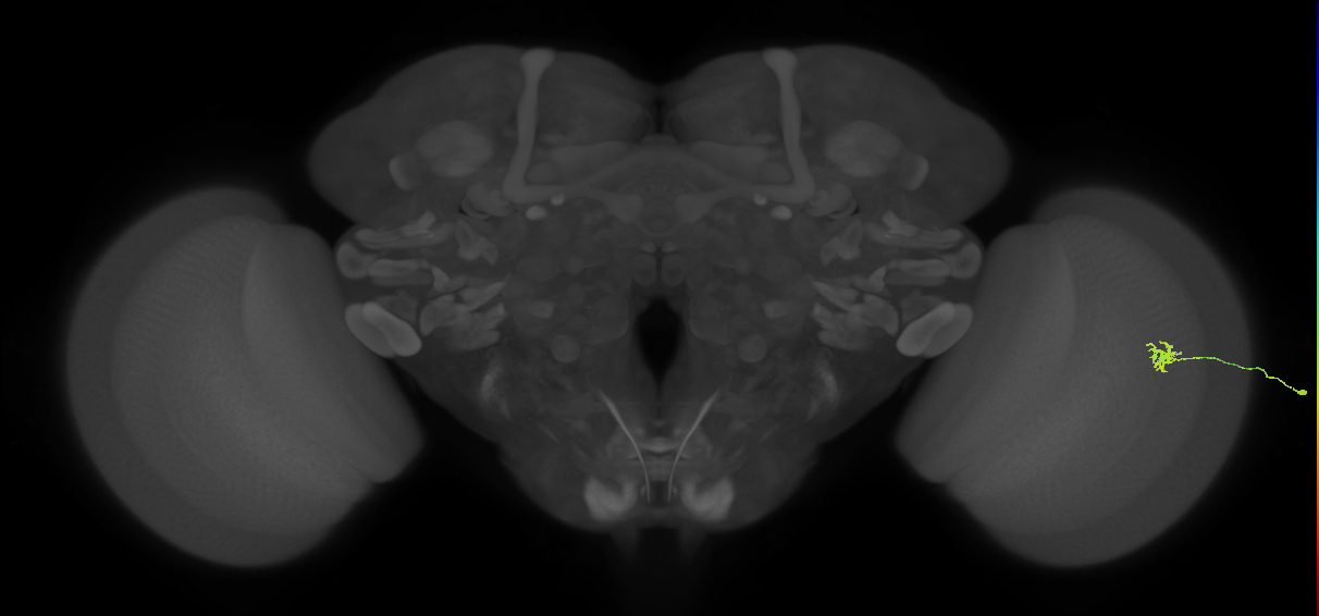 Cm4_R (MaleCNS:181484)