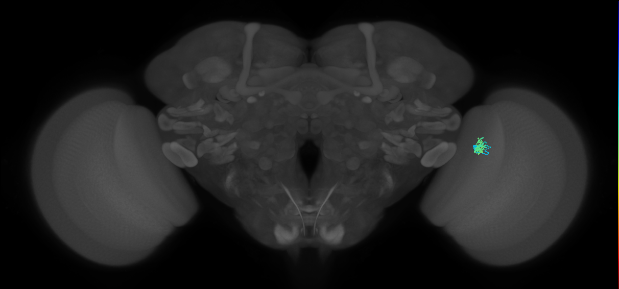 Cm4_R (MaleCNS:145385)