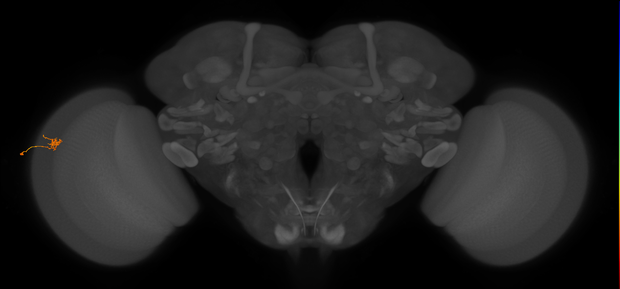 Cm4_L (MaleCNS:143001)