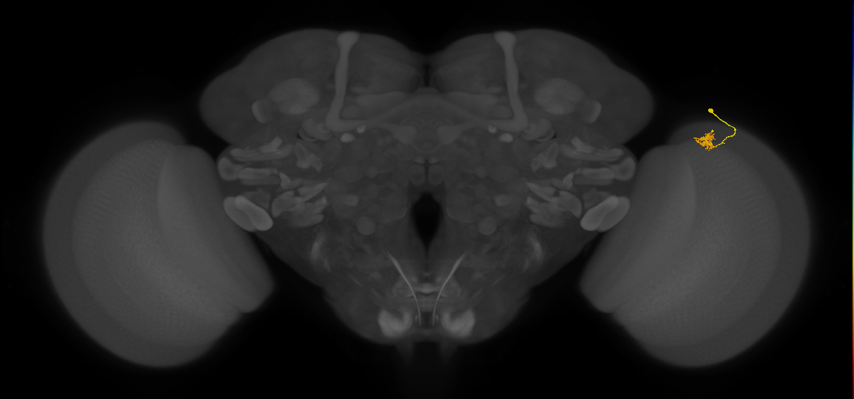 Cm4_R (MaleCNS:145809)