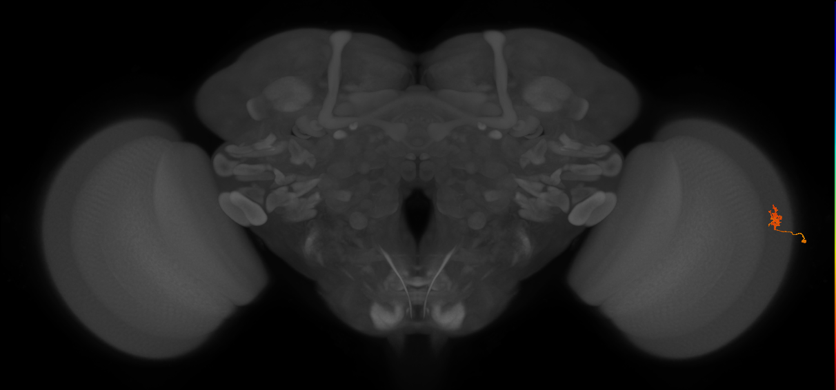 Cm4_R (MaleCNS:197460)