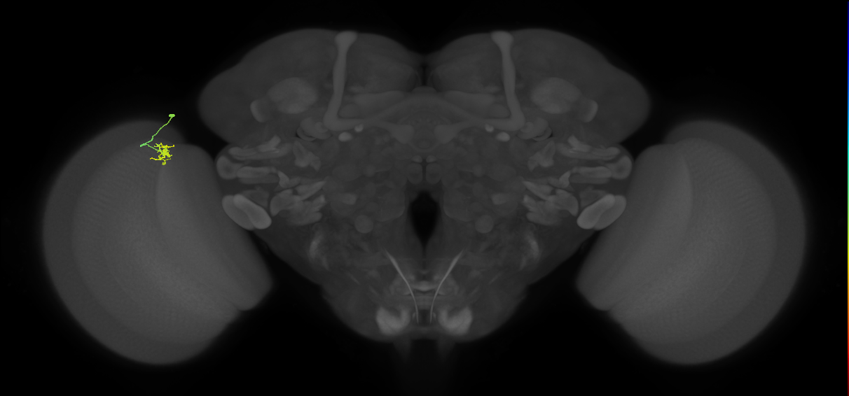 Cm4_L (MaleCNS:153833)