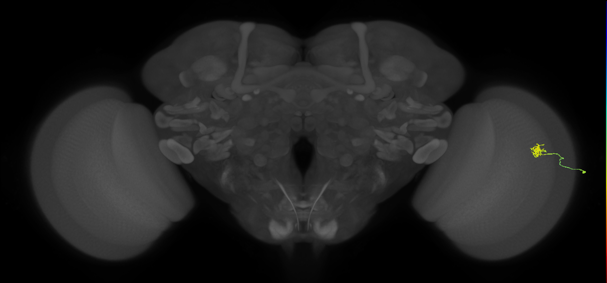 Cm4_R (MaleCNS:195821)