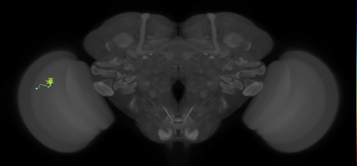 Cm4_L (MaleCNS:591301)