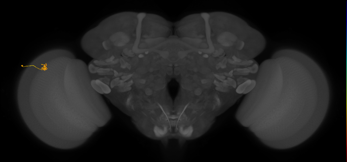 Cm4_L (MaleCNS:152804)