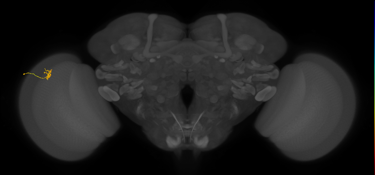 Cm4_L (MaleCNS:205541)
