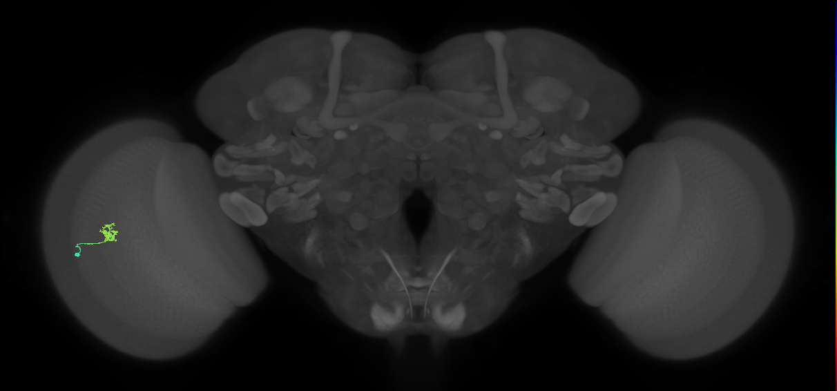 Cm4_L (MaleCNS:130574)