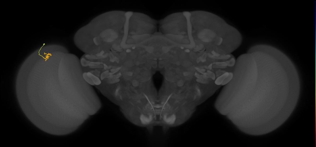 Cm4_L (MaleCNS:552830)