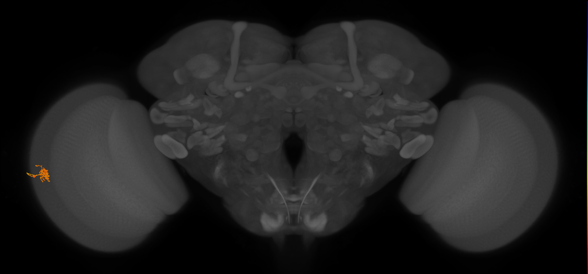 Cm4_L (MaleCNS:179078)