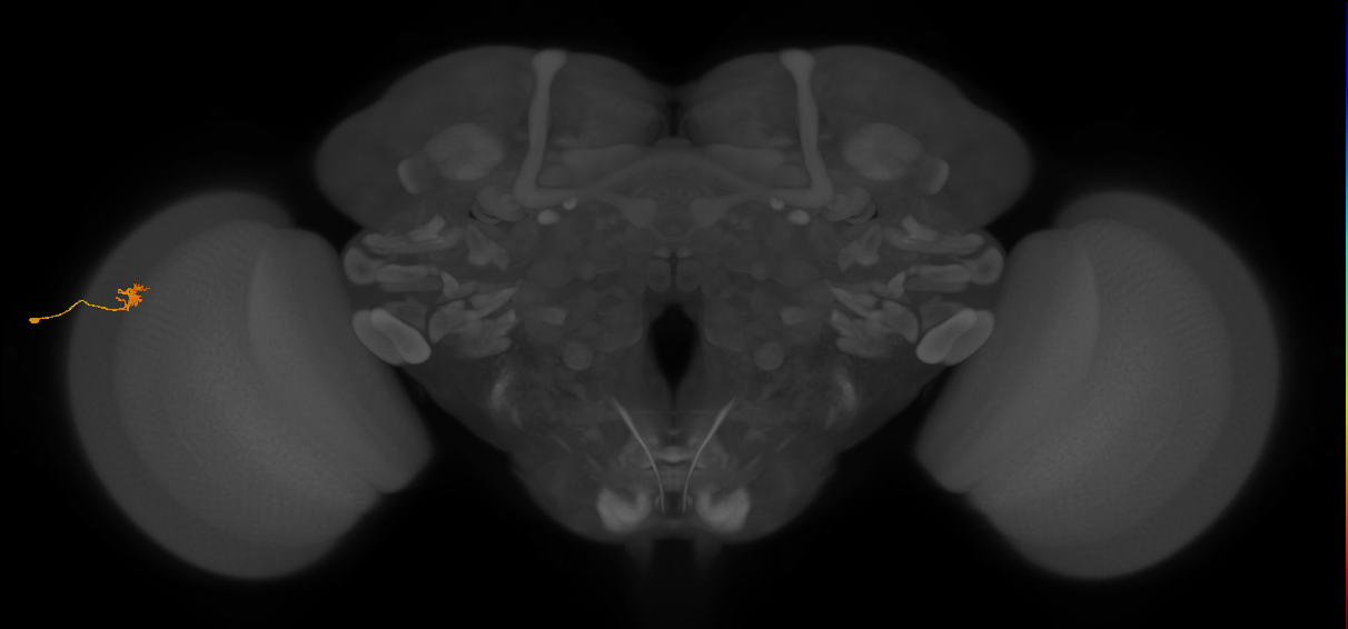 Cm4_L (MaleCNS:580684)