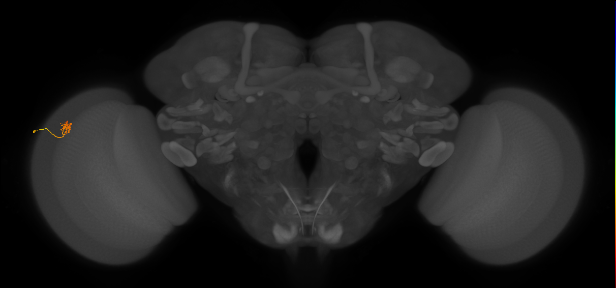 Cm4_L (MaleCNS:153208)