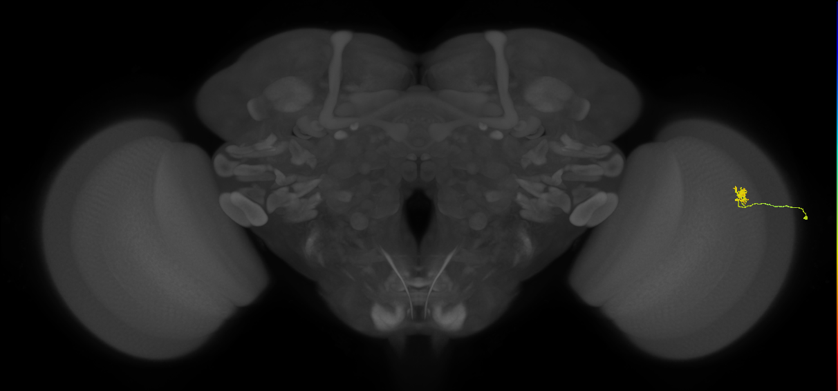 Cm4_R (MaleCNS:207482)