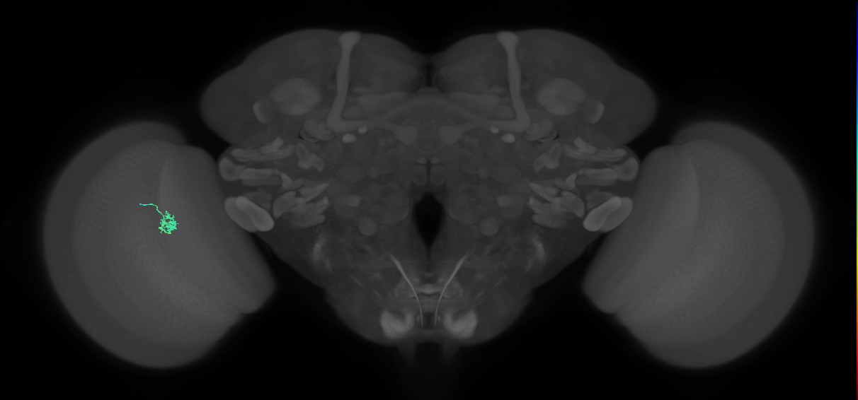 Cm4_L (MaleCNS:575440)