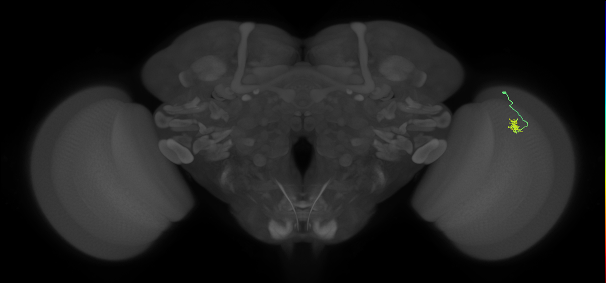 Cm4_R (MaleCNS:144131)