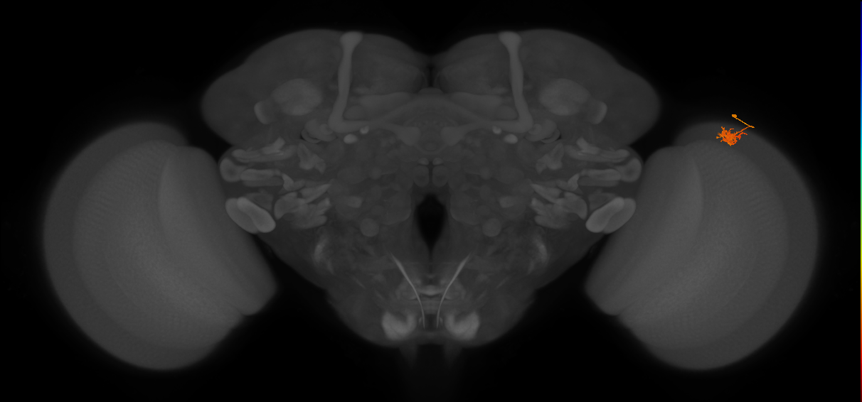 Cm4_R (MaleCNS:134235)
