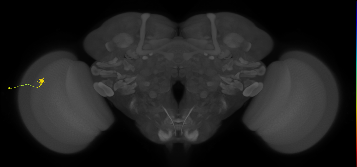 Cm4_L (MaleCNS:199408)