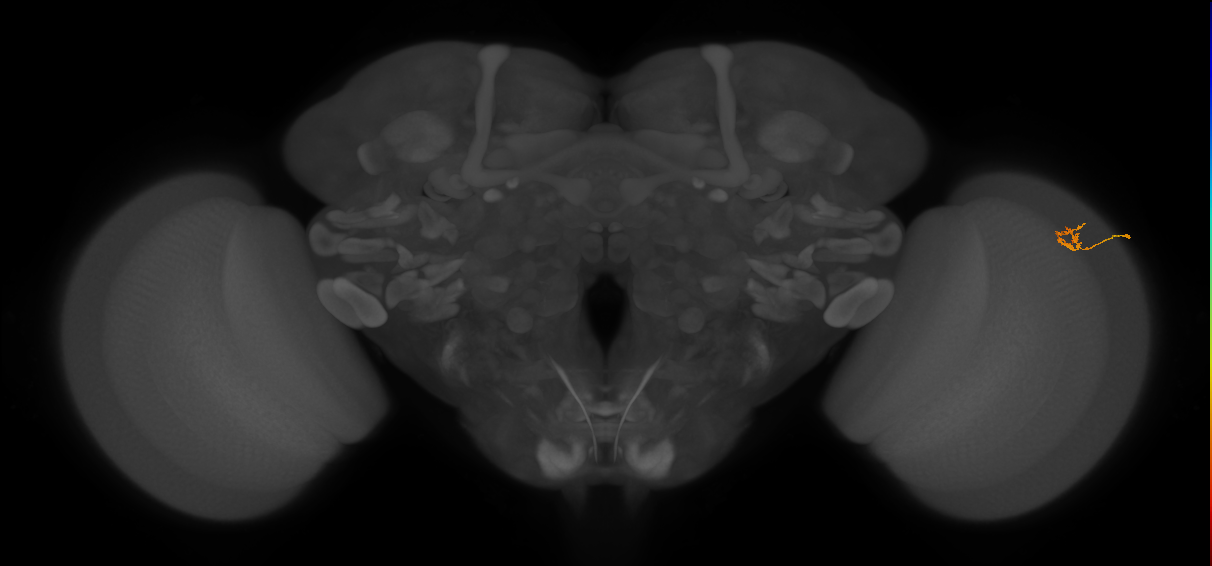 Cm4_R (MaleCNS:156006)