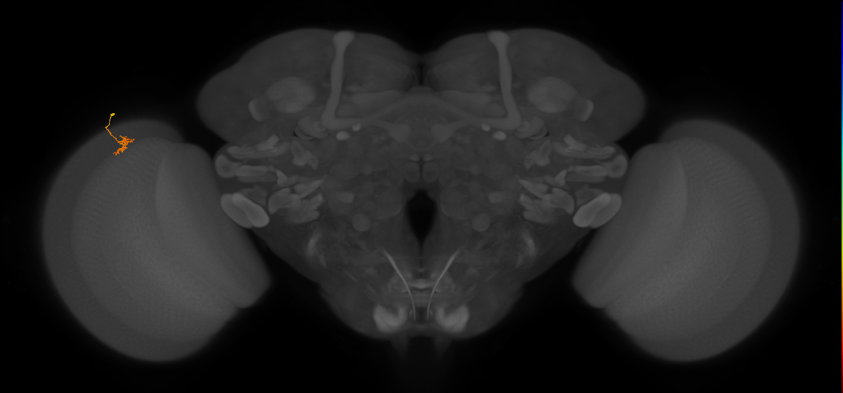 Cm4_L (MaleCNS:167139)