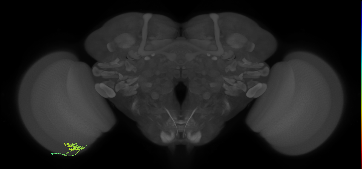 Cm5_L (MaleCNS:98274)
