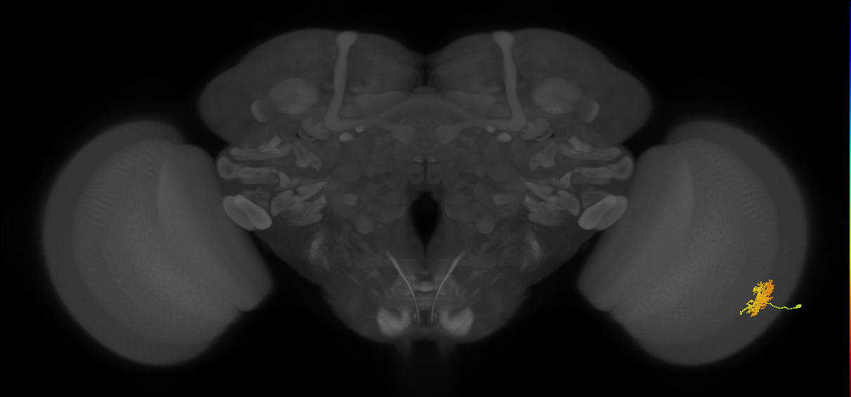 Cm5_R (MaleCNS:55507)