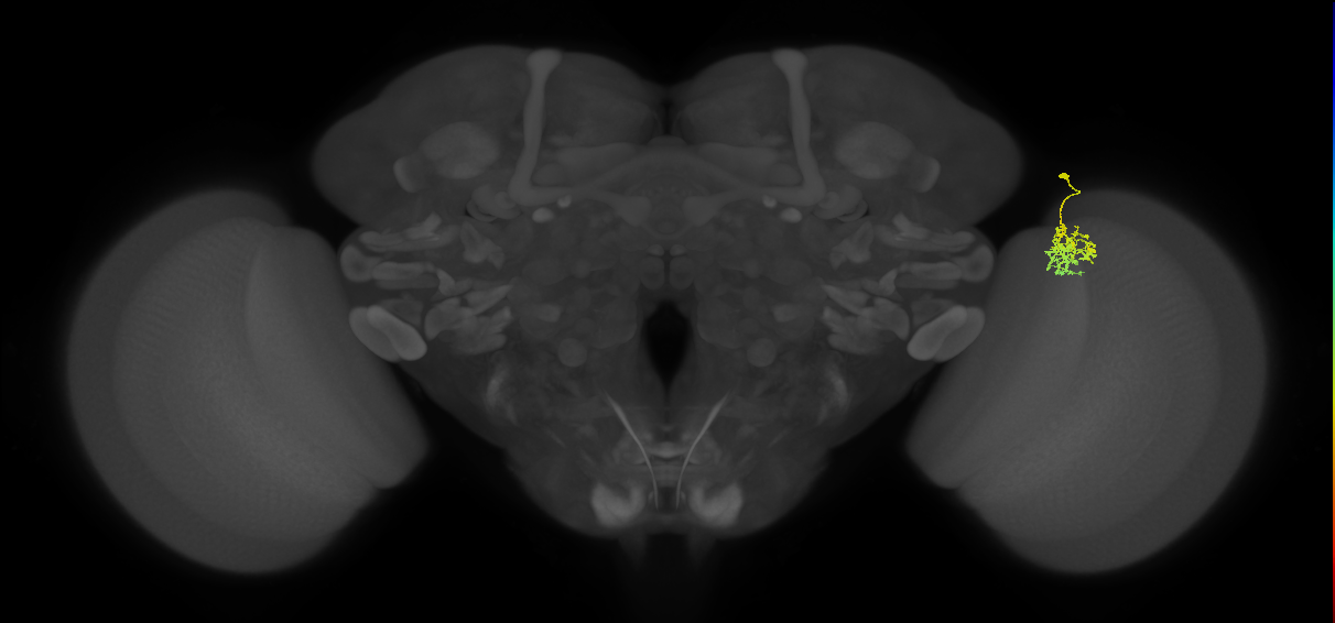 Cm5_R (MaleCNS:103631)