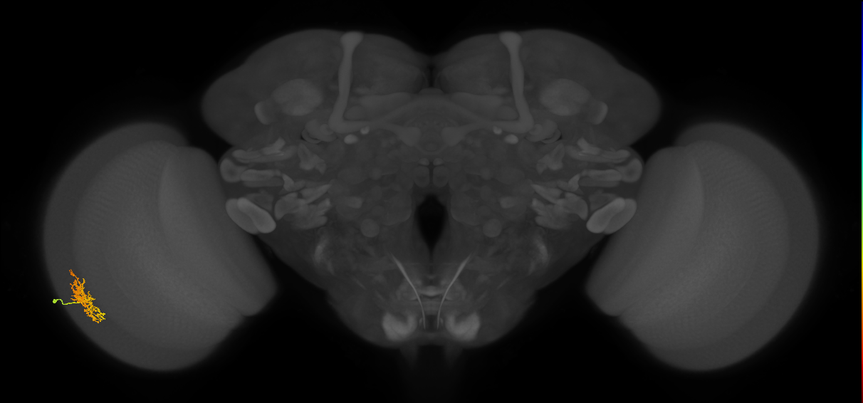 Cm5_L (MaleCNS:40931)