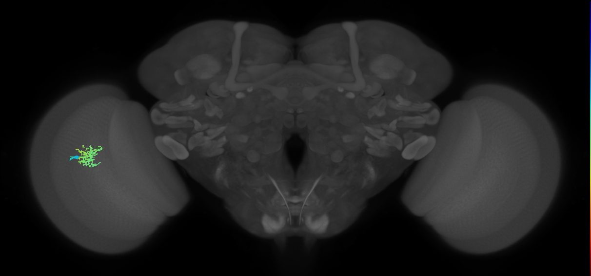 Cm5_L (MaleCNS:566150)
