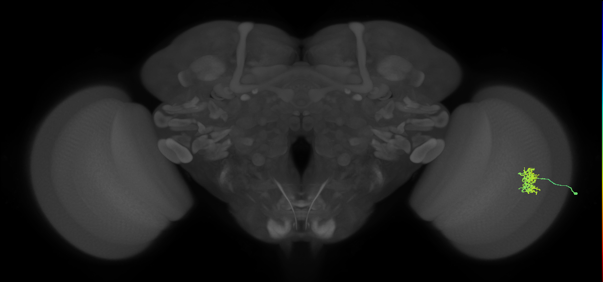 Cm5_R (MaleCNS:68351)