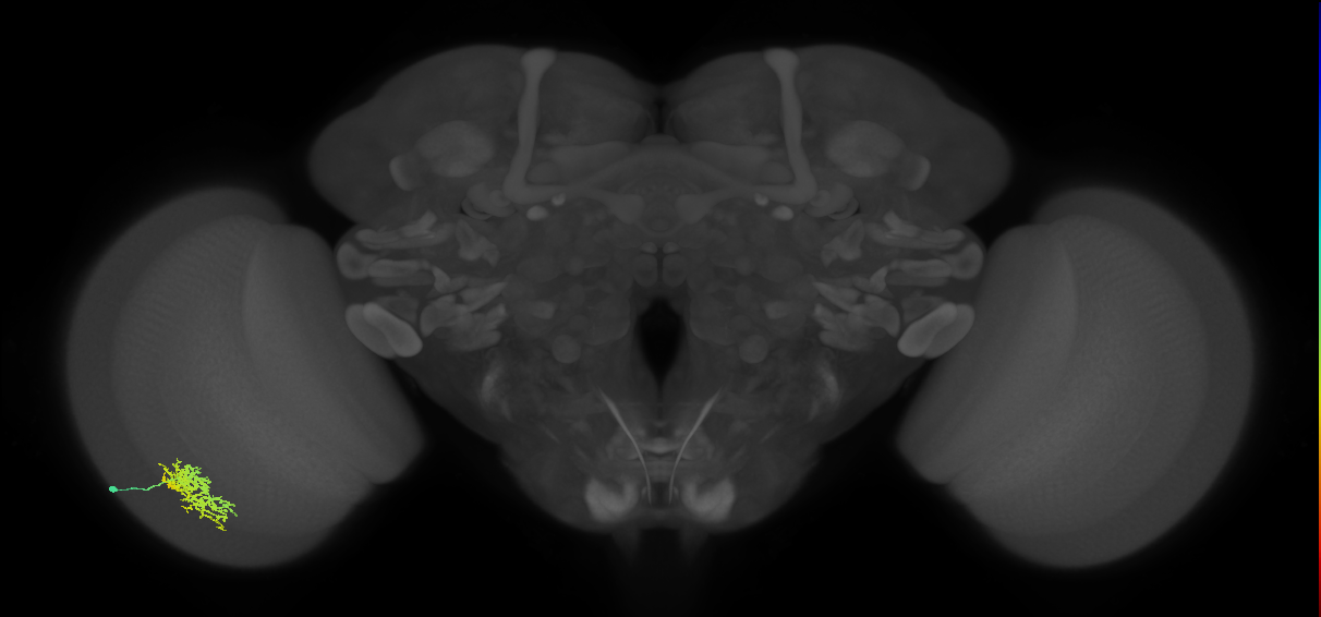Cm5_L (MaleCNS:65255)