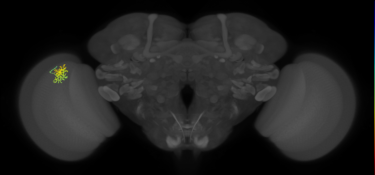 Cm5_L (MaleCNS:122885)