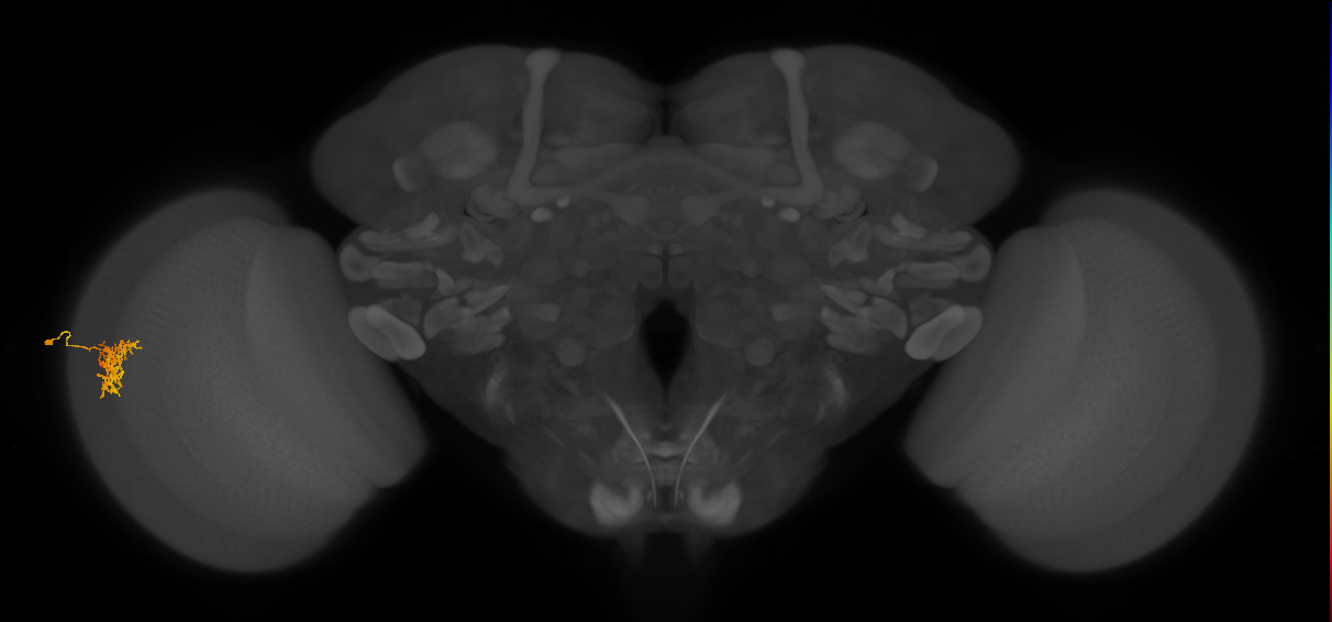 Cm5_L (MaleCNS:529792)