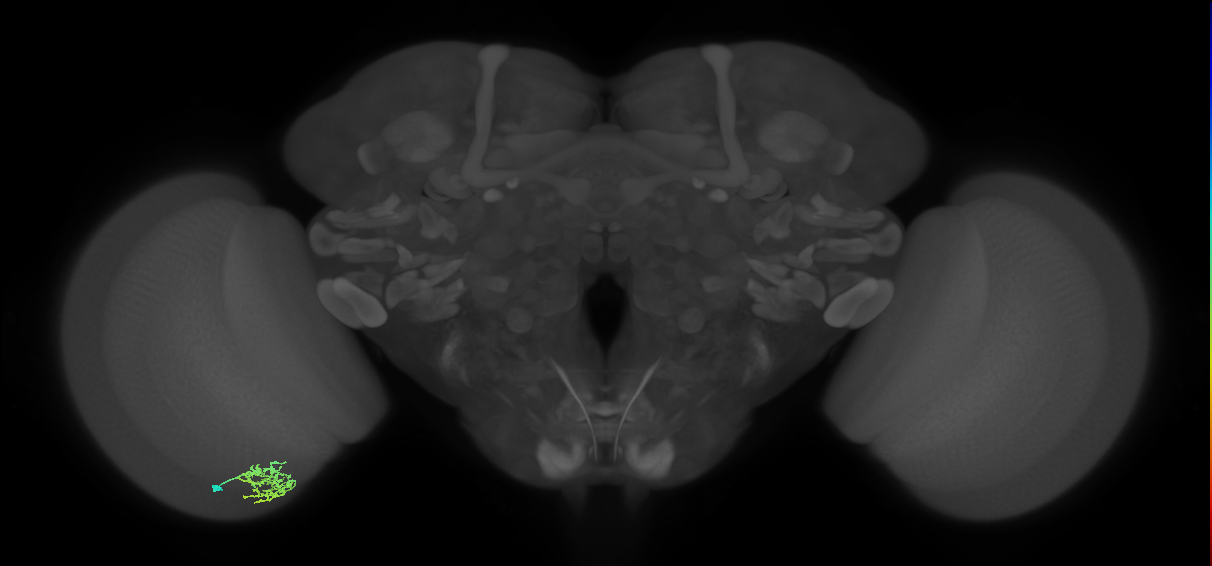 Cm5_L (MaleCNS:74712)