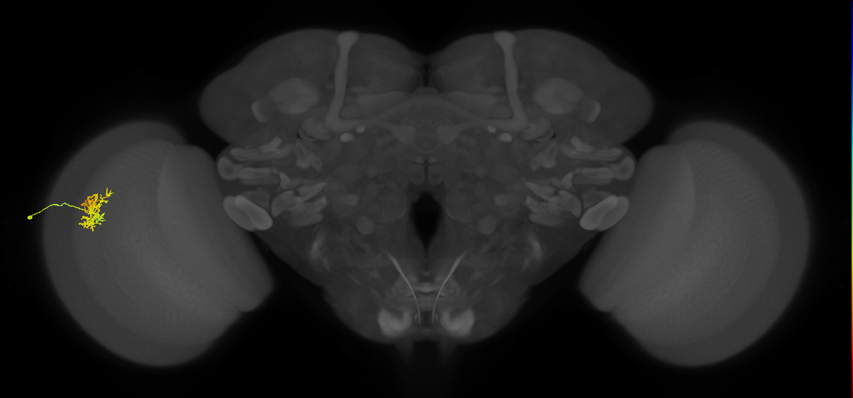 Cm5_L (MaleCNS:543839)
