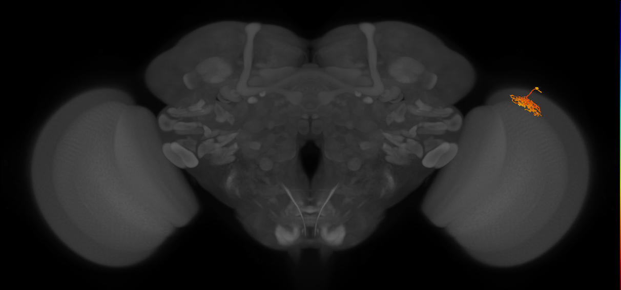 Cm5_R (MaleCNS:134176)