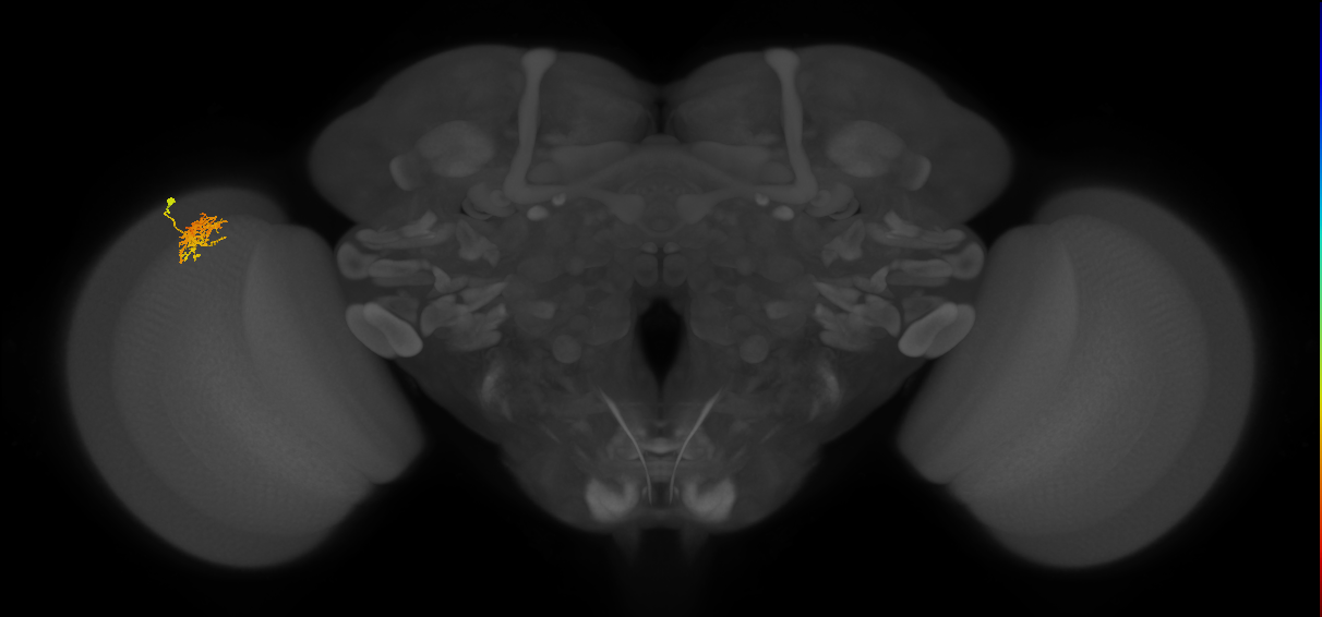 Cm5_L (MaleCNS:90109)