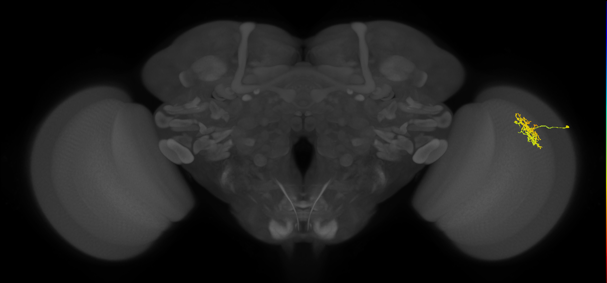 Cm5_R (MaleCNS:88423)
