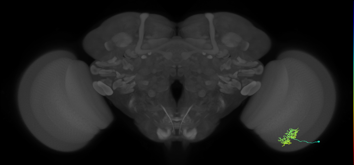 Cm5_R (MaleCNS:66573)