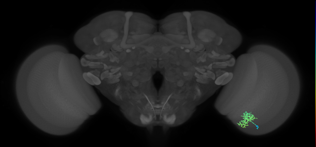 Cm5_R (MaleCNS:71771)