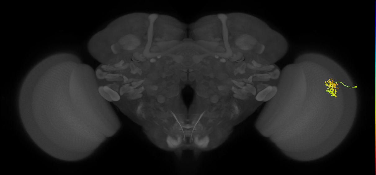Cm5_R (MaleCNS:69685)